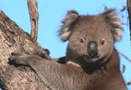 aust koala